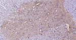 CLSTN1 Antibody in Immunohistochemistry (Paraffin) (IHC (P))