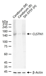 CLSTN1 Antibody in Western Blot (WB)