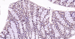PSMD14 Antibody in Immunohistochemistry (Paraffin) (IHC (P))