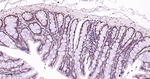 PSMD14 Antibody in Immunohistochemistry (Paraffin) (IHC (P))