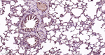 PSMD14 Antibody in Immunohistochemistry (Paraffin) (IHC (P))