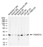 PSMD14 Antibody in Western Blot (WB)
