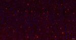 ABAT Recombinant Rabbit Monoclonal Antibody (3G10)