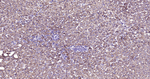 ABAT Antibody in Immunohistochemistry (Paraffin) (IHC (P))
