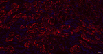 ABAT Antibody in Immunohistochemistry (Paraffin) (IHC (P))