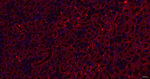 ABAT Antibody in Immunohistochemistry (Paraffin) (IHC (P))