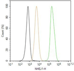 XLF Antibody in Flow Cytometry (Flow)