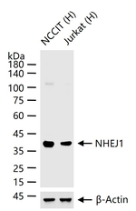 XLF Antibody in Western Blot (WB)
