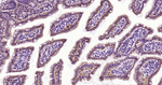 PMCA1 ATPase Antibody in Immunohistochemistry (Paraffin) (IHC (P))