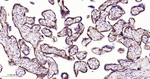 PMCA1 ATPase Antibody in Immunohistochemistry (Paraffin) (IHC (P))