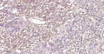PMCA1 ATPase Antibody in Immunohistochemistry (Paraffin) (IHC (P))