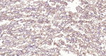 PMCA1 ATPase Antibody in Immunohistochemistry (Paraffin) (IHC (P))