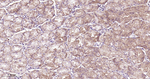 PMCA1 ATPase Antibody in Immunohistochemistry (Paraffin) (IHC (P))