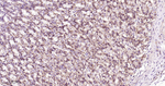 PMCA1 ATPase Antibody in Immunohistochemistry (Paraffin) (IHC (P))