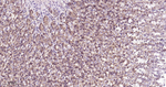 PMCA1 ATPase Antibody in Immunohistochemistry (Paraffin) (IHC (P))