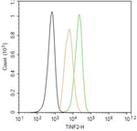 TIN2 Antibody in Flow Cytometry (Flow)