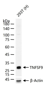 4-1BB Ligand Recombinant Rabbit Monoclonal Antibody (5D4)