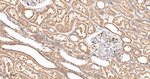 TCP-1 beta Antibody in Immunohistochemistry (Paraffin) (IHC (P))