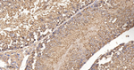 TCP-1 beta Antibody in Immunohistochemistry (Paraffin) (IHC (P))