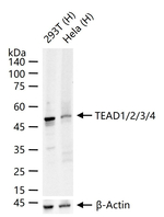 TEAD1/2/3/4 Recombinant Rabbit Monoclonal Antibody (10B10)