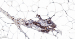 GRB2 Antibody in Immunohistochemistry (Paraffin) (IHC (P))
