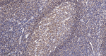 GRB2 Antibody in Immunohistochemistry (Paraffin) (IHC (P))
