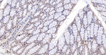 GRB2 Antibody in Immunohistochemistry (Paraffin) (IHC (P))