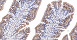 GRB2 Antibody in Immunohistochemistry (Paraffin) (IHC (P))