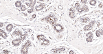 GRB2 Antibody in Immunohistochemistry (Paraffin) (IHC (P))
