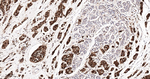 GRB2 Antibody in Immunohistochemistry (Paraffin) (IHC (P))