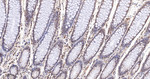 GRB2 Antibody in Immunohistochemistry (Paraffin) (IHC (P))