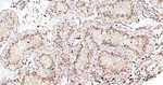 GRB2 Antibody in Immunohistochemistry (Paraffin) (IHC (P))