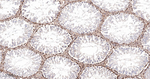 GRB2 Antibody in Immunohistochemistry (Paraffin) (IHC (P))