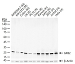GRB2 Antibody in Western Blot (WB)