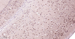 PSMA2 Antibody in Immunohistochemistry (Paraffin) (IHC (P))
