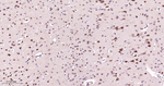 PSMA2 Antibody in Immunohistochemistry (Paraffin) (IHC (P))