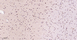 PSMA2 Antibody in Immunohistochemistry (Paraffin) (IHC (P))