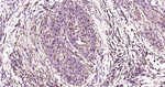 PSMA2 Antibody in Immunohistochemistry (Paraffin) (IHC (P))