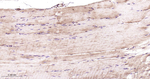 PSMA2 Antibody in Immunohistochemistry (Paraffin) (IHC (P))