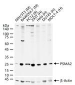 PSMA2 Antibody in Western Blot (WB)