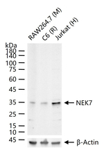 NEK7 Antibody in Western Blot (WB)