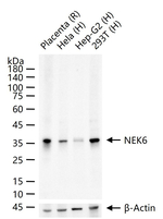NEK6 Recombinant Rabbit Monoclonal Antibody (6C3)