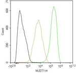 MTH1 Antibody in Flow Cytometry (Flow)