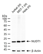 MTH1 Recombinant Rabbit Monoclonal Antibody (5B3)