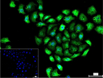 ALY Recombinant Rabbit Monoclonal Antibody (4B12)