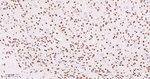 ALY Antibody in Immunohistochemistry (Paraffin) (IHC (P))