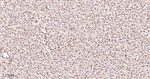 ALY Antibody in Immunohistochemistry (Paraffin) (IHC (P))