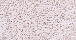 ALY Antibody in Immunohistochemistry (Paraffin) (IHC (P))