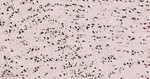 ALY Antibody in Immunohistochemistry (Paraffin) (IHC (P))
