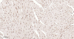 ALY Antibody in Immunohistochemistry (Paraffin) (IHC (P))